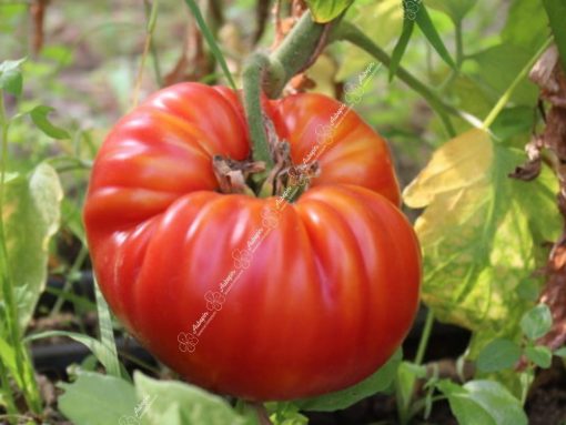 tomate beefsteack graines bio