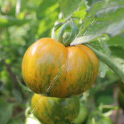 tomate green zebra