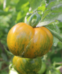 tomate green zebra