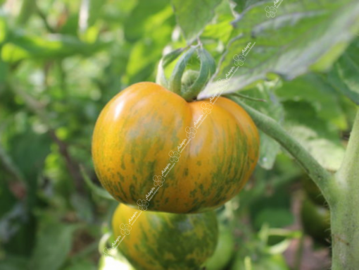 tomate green zebra