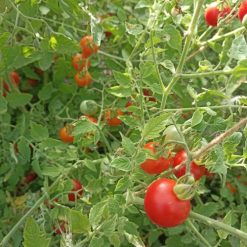 Graines bio tomate cerise rouge