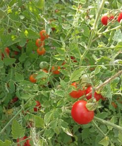 Graines bio tomate cerise rouge