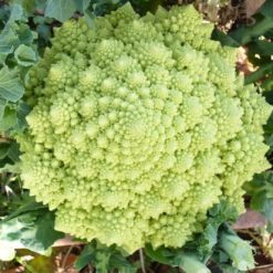 Chou romanesco Bossaroma