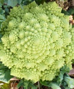 Chou romanesco Bossaroma