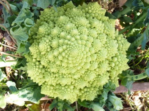 Chou romanesco Bossaroma