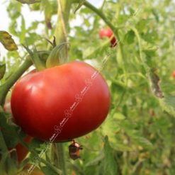 Graines Tomate merveille marchés