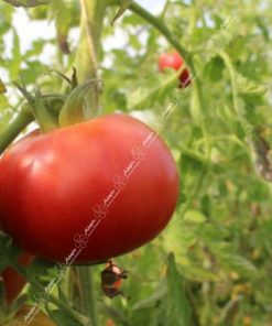 Graines Tomate merveille marchés