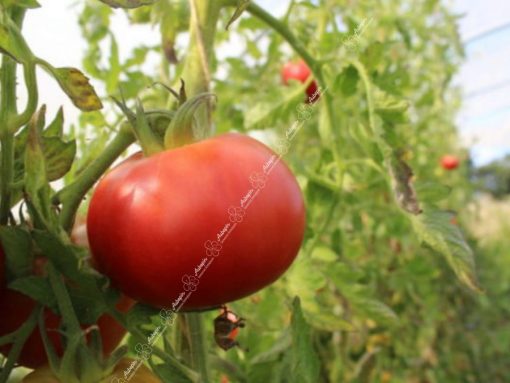 Graines Tomate merveille marchés