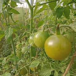 Tomate cerise verte