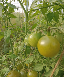 Tomate cerise verte