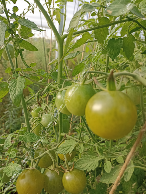 Tomate cerise verte