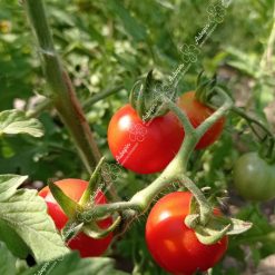 tomate miel du mexique