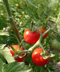 tomate miel du mexique