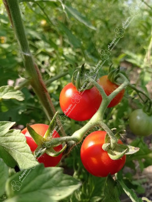 tomate miel du mexique