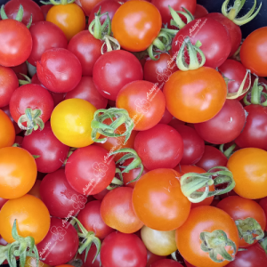 tomate garden delight bio