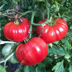 tomate super marmande