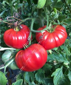 tomate super marmande