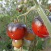 Graines Tomate Mère Michèle