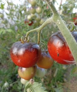 Graines Tomate Mère Michèle