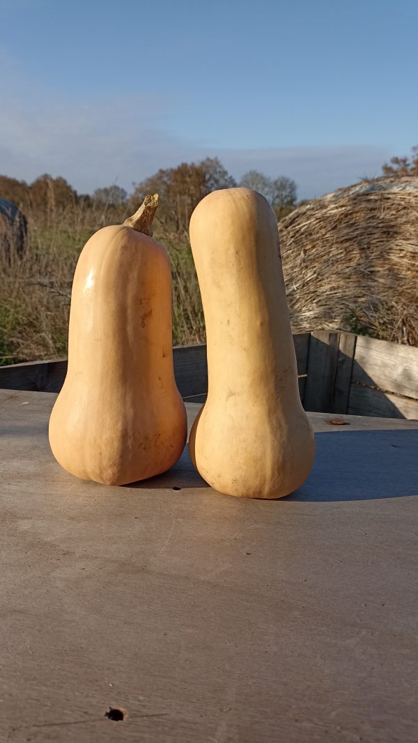 graines courge butternut