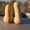 graines courge butternut