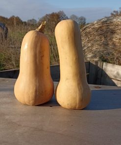 graines courge butternut