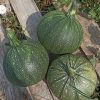 courgette ronde de nice