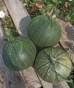 courgette ronde de nice