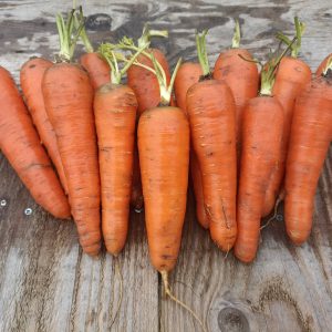 carotte lisse de Meaux