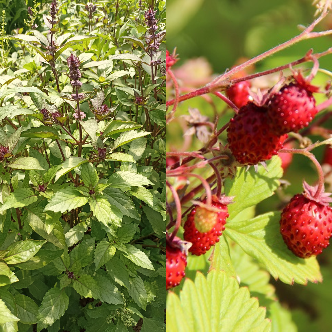 Aromatiques et fraises