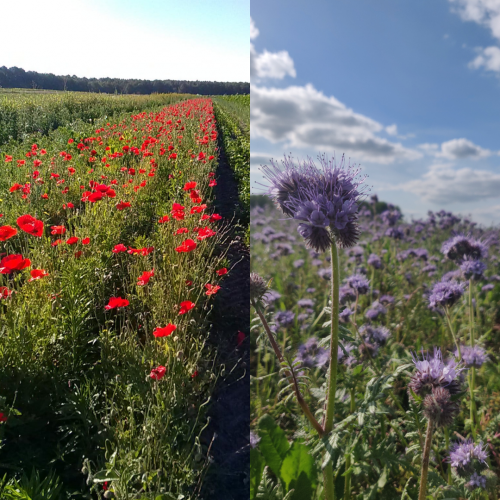 Fleurs et Engrais verts