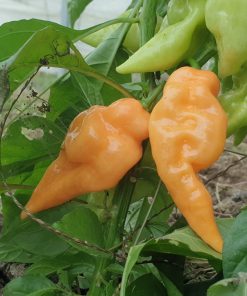 Piment Habanada