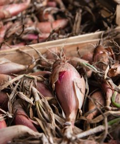 Légumes-racines et bulbes