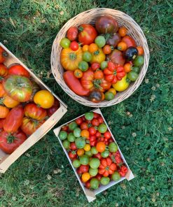 Légumes-fruit