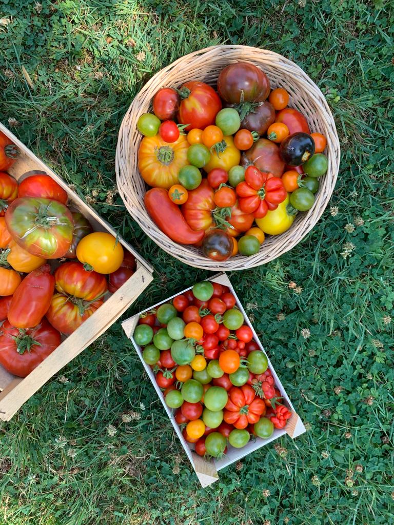 Légumes-fruit