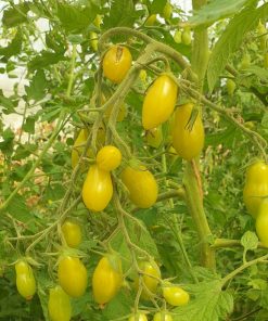 Tomate Dancing Green Fingers