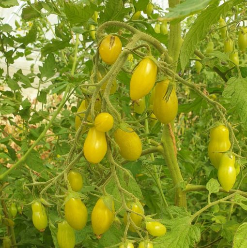 Tomate Dancing Green Fingers