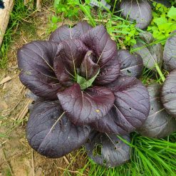 Pak Choi Red Inferno (Thibaud Janvrin)
