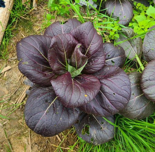 Pak Choi Red Inferno (Thibaud Janvrin)