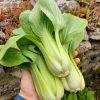 Pak Choi de Shangha (Thibaud Janvrin)