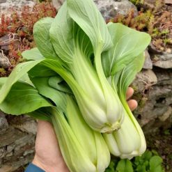 Pak Choi de Shangha (Thibaud Janvrin)