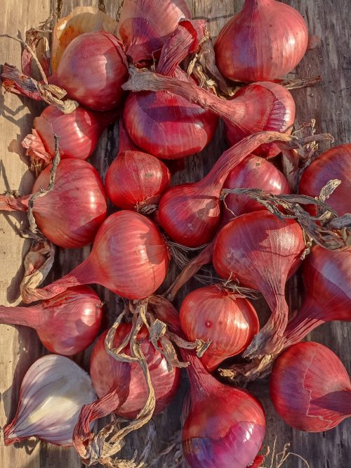 Oignon rouge de Huy