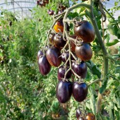 Tomate Atomic Grape