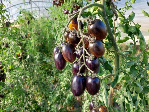Tomate Atomic Grape